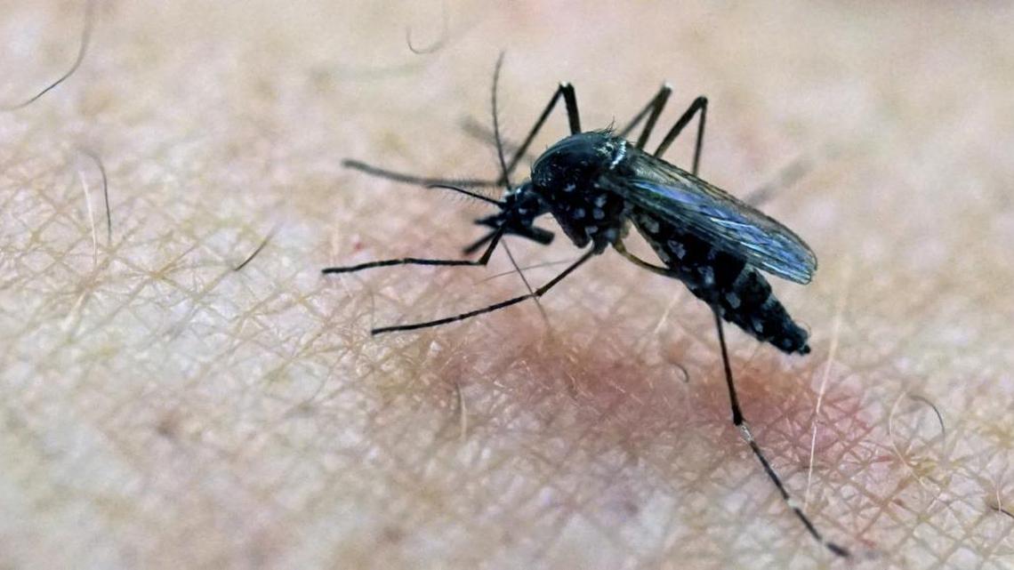 Zika is transmitted primarily by the bite of an infected Aedes aegypti mosquito, pictured here. scientists with the Walter Reed Army Institute of Research (WRAIR) launched early stage clinical trials in November that they hope will lead to the development of a vaccine against the virus. But an exclusive deal for Sanofi Pasteur, granted by the U.S. Army, has angered lawmakers who say the company will be able to charge whatever price it wants when a vaccine is developed.