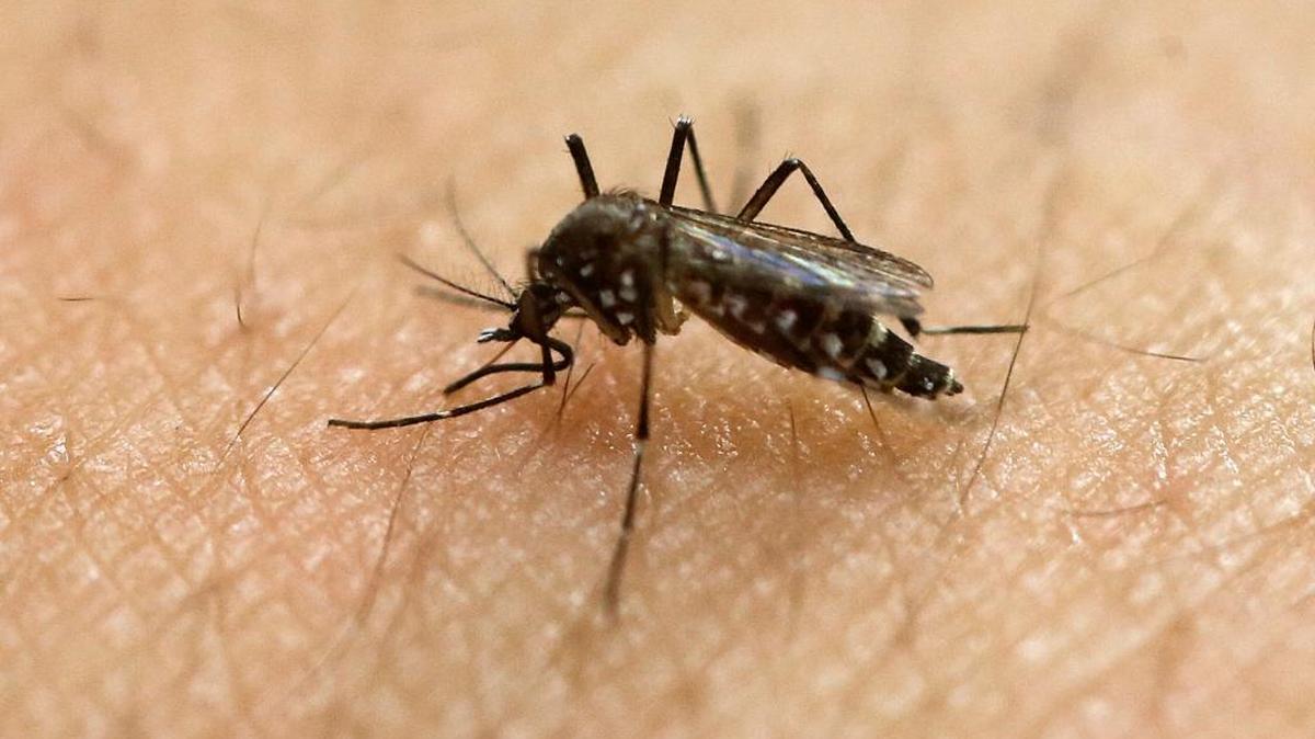 In this Jan. 18, 2016, photo, a female Aedes aegypti mosquito acquires a blood meal on the arm of a researcher at the Biomedical Sciences Institute in the Sao Paulo's University in Sao Paulo, Brazil. The CDC is working with Florida health officials to investigate what could be the first Zika infection from a mosquito bite in the continental United States.