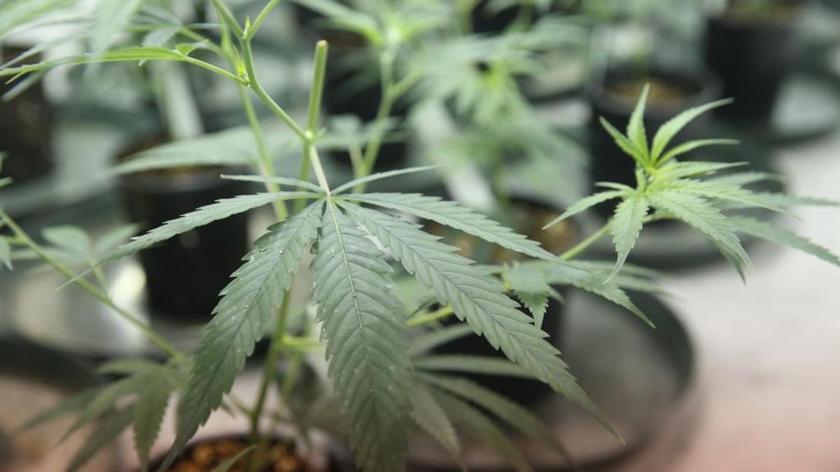 In this June 28, 2016 photo, Marijuana plants in their initial stages of growth are cultivated in one of the rooms within Surterra Therapeutics’ 6,000-square-foot facility, on the outskirts of Tallahassee.