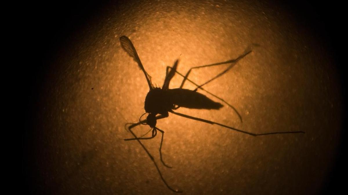 In this Jan. 27, 2016, file photo, an Aedes aegypti mosquito is photographed through a microscope at the Fiocruz institute in Recife, Pernambuco state, Brazil. Volunteer Google engineers in San Francisco and New York are working with UNICEF counterparts to create a system that combines several types of data to help predict where the Aedes aegypti mosquito, which spreads the Zika virus, might next be particularly active, helping in eradication efforts. Zika has become an epidemic in Latin America and the Caribbean since last fall.