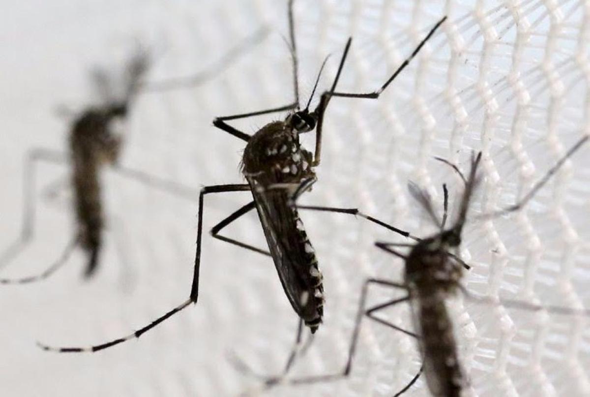 Zika is primarily spread by the bite of an infected female Aedes aegytpi species of mosquito, pictured here. The virus can also be spread through sexual contact and blood transfusions.