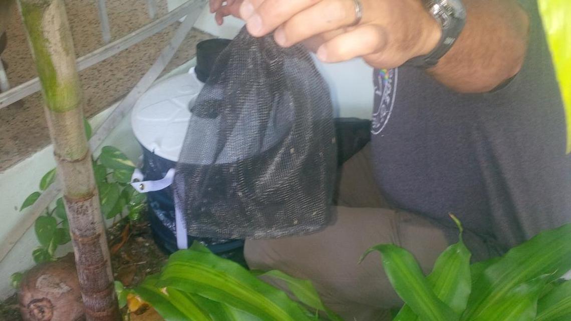 Nick Panella, a vector control technician for the Centers for Disease Control and Prevention, checks a mosquito trap near the Wynwood area.