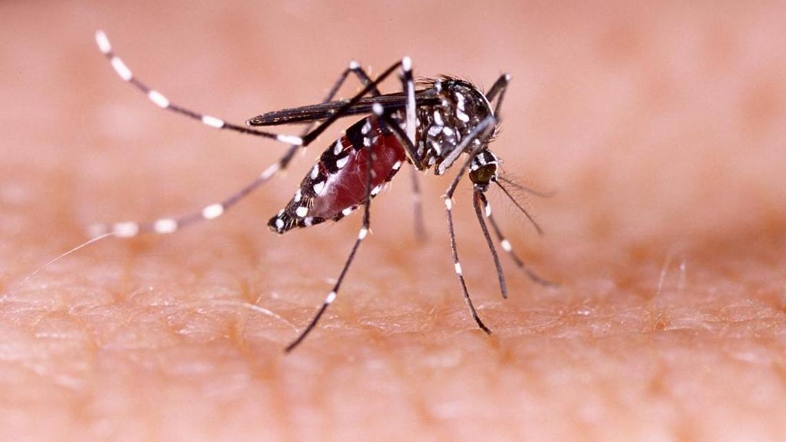 Zika is primarily spread by Aedes aegypti species of mosquitoes. Florida’s response to a local outbreak includes a mandate from Gov. Rick Scott that all pregnant women receive Zika testing at no cost.