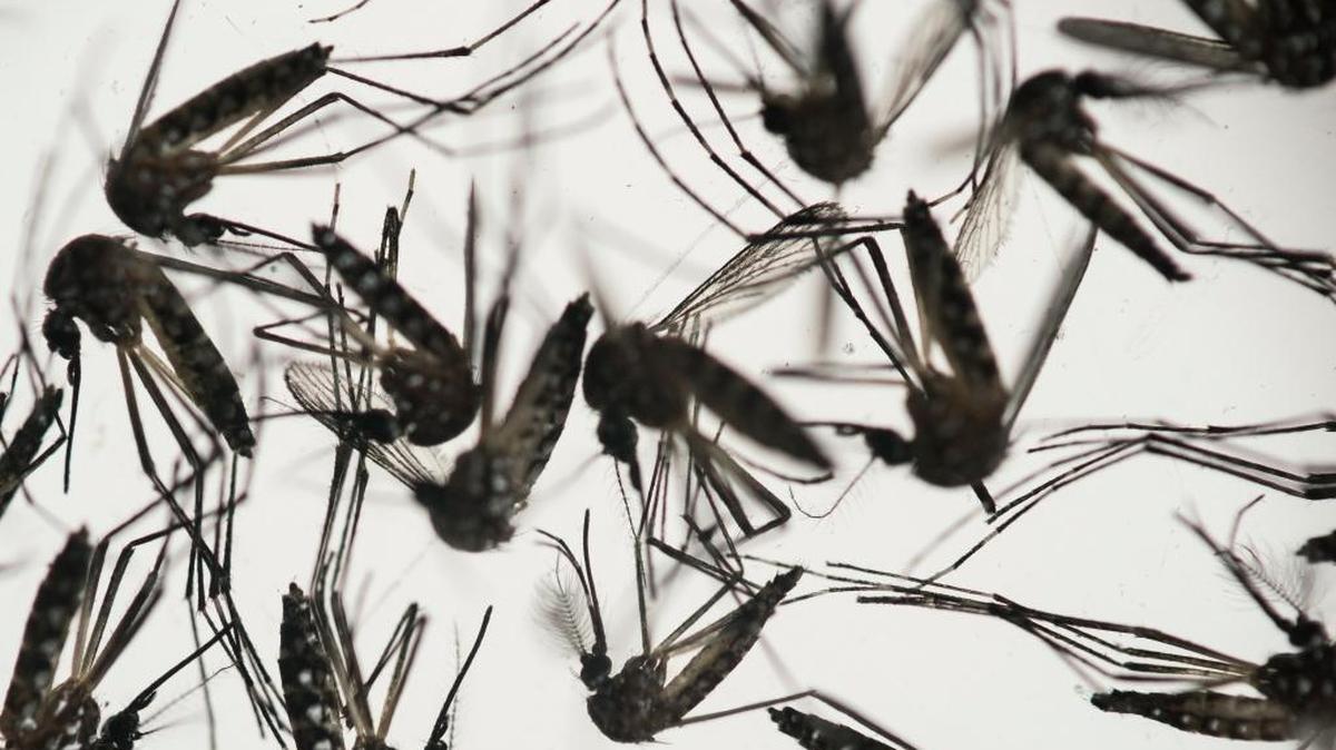 In this 2016 photo, samples of Aedes aegypti mosquitoes, the primary transmitters of Zika, sit in a petri dish at the Fiocruz Institute in Recife, Pernambuco state, Brazil. Florida health officials on Friday reported three locally acquired cases dating to last year, and six travel-related cases.