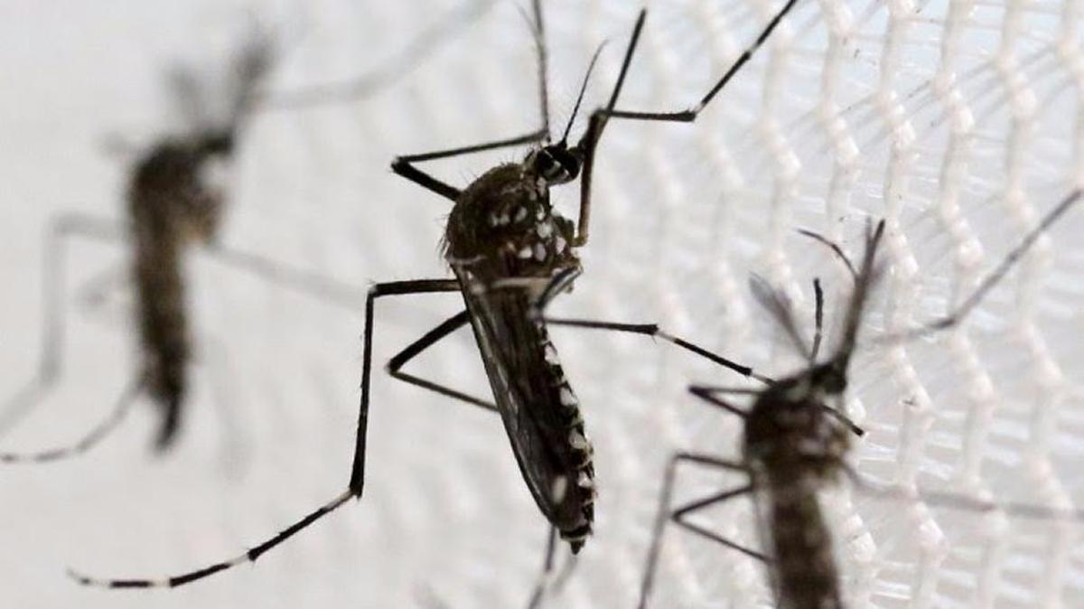 Zika is primarily transmitted by the bite of an infected Aedes aegypti mosquito but can also be spread through sexual contact and blood transfusions. The virus poses the greatest risk to pregnant women and their unborn babies because it can cause birth defects, such as an abnormally small head, and other neurological disorders, such as vision and hearing impairments.