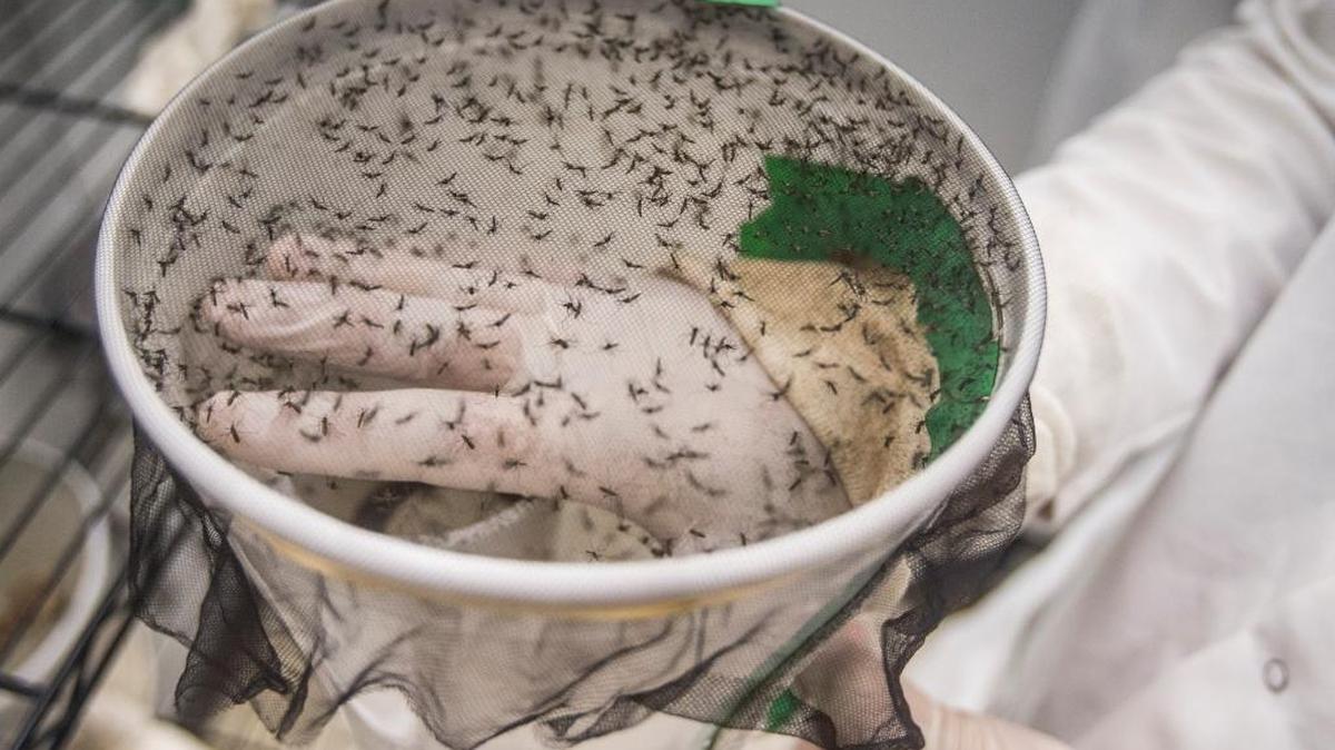 A researcher at Indiana University School of Medicine-South Bend puts his hand inside a container filled with mosquitoes on Thursday, Feb. 18, 2016. The latex glove protects the researcher from mosquito bites.