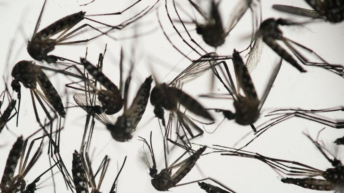 Samples of Aedes aegypti mosquitoes, responsible for transmitting dengue and Zika.