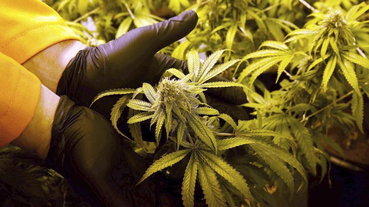 Surterra Therapeutics cultivation manager Wes Conner displays the fully grown flower of a marijuana plants last year at a facility near Tallahassee.