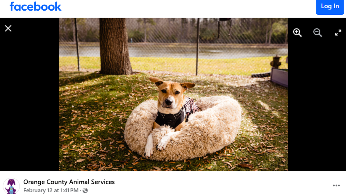 A “sweet” three-legged dog was adopted in Florida.