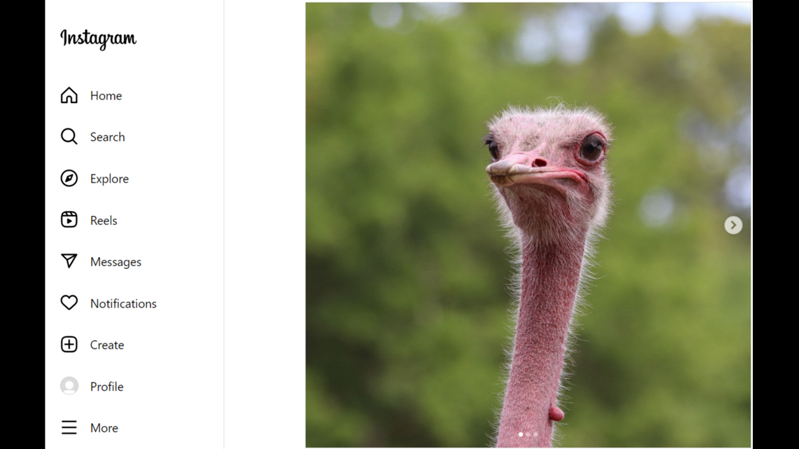 A Florida zoo is mourning the loss of Jack, a “beloved” African ostrich.