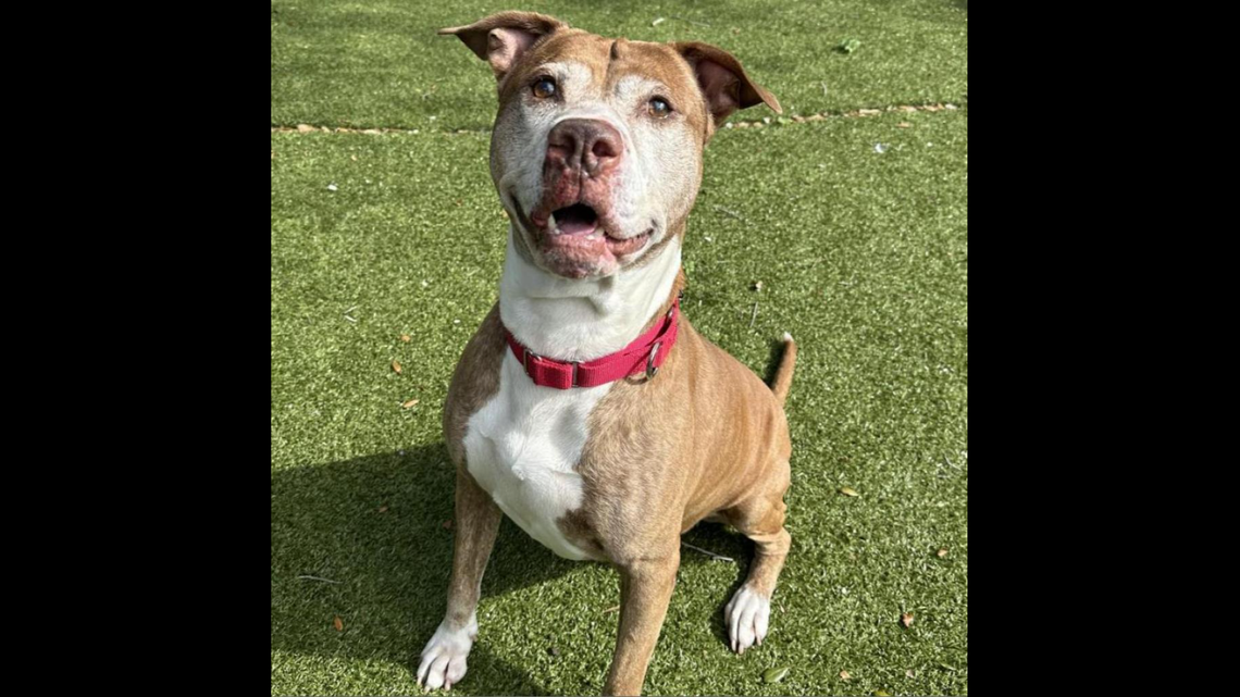 A senior dog who has “plenty of pep in his step” needs a new home.