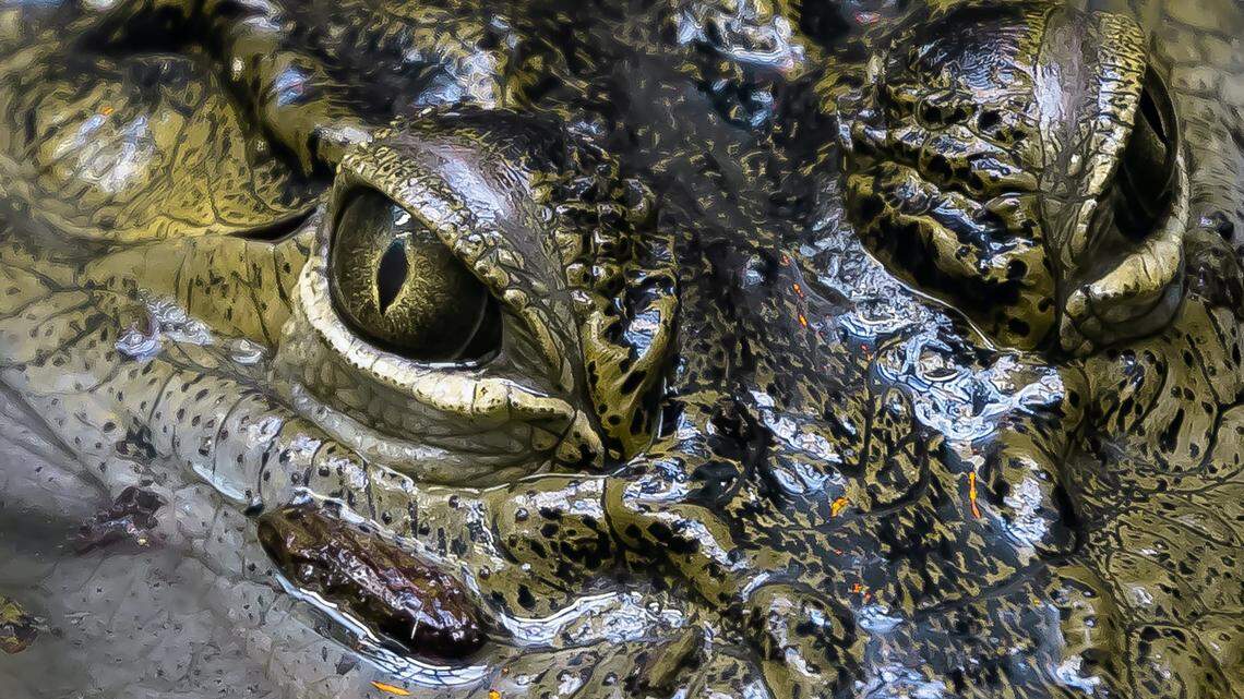 An alligator was “stalking dog walkers” in Florida, deputies said. This is a file photo.