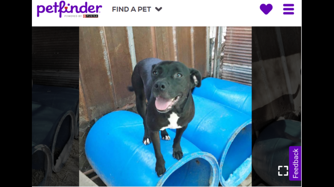 A 10-year-old Alabama dog was adopted after nine years in a shelter, officials said.