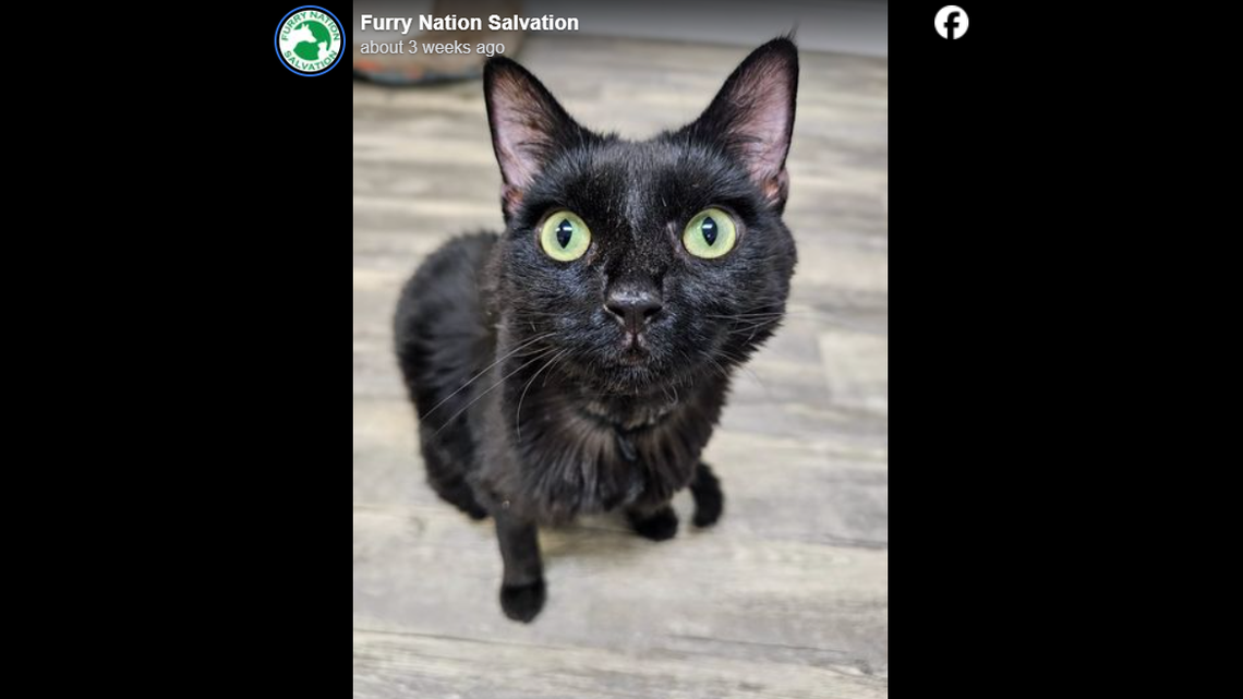 A Florida animal rescue said a sick three-legged cat got a special new home.