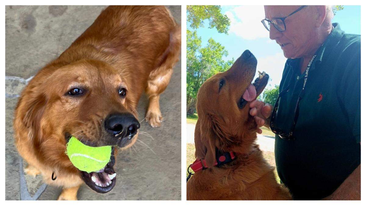 Luna the dog got a second chance in Florida.
