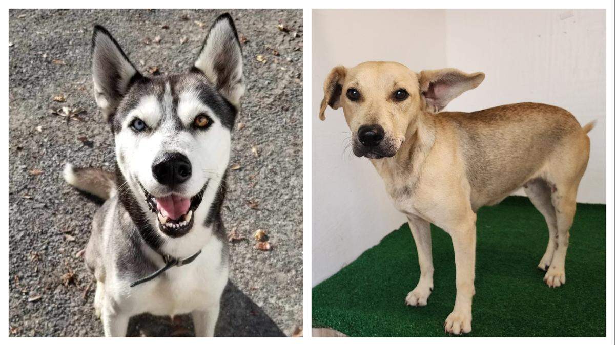 Alabama shelter dogs Timber, left, and Carrie were adopted into the same home.