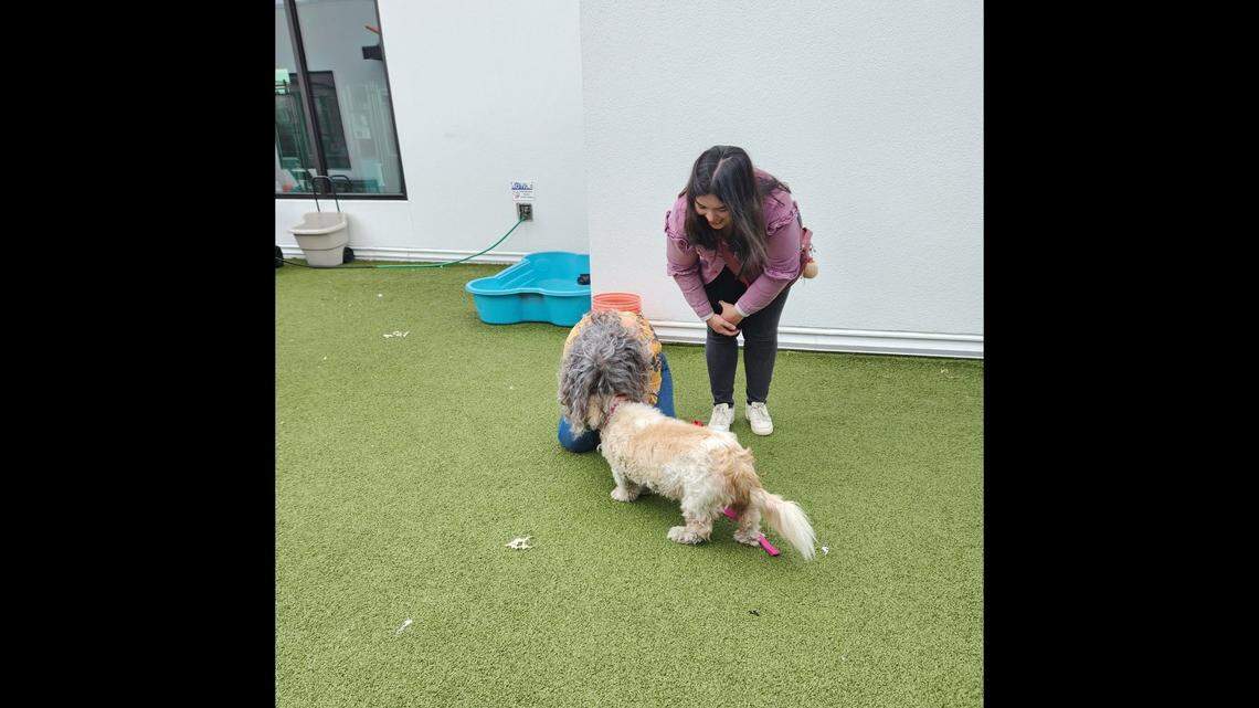 Cleo the dog reunited with her owners 10 years after she went missing in Florida.