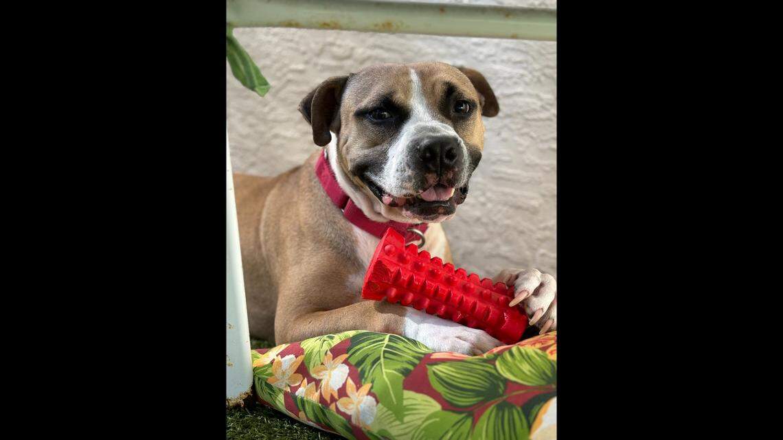 Ace is still up for adoption after more than 300 days of waiting at a Florida shelter.
