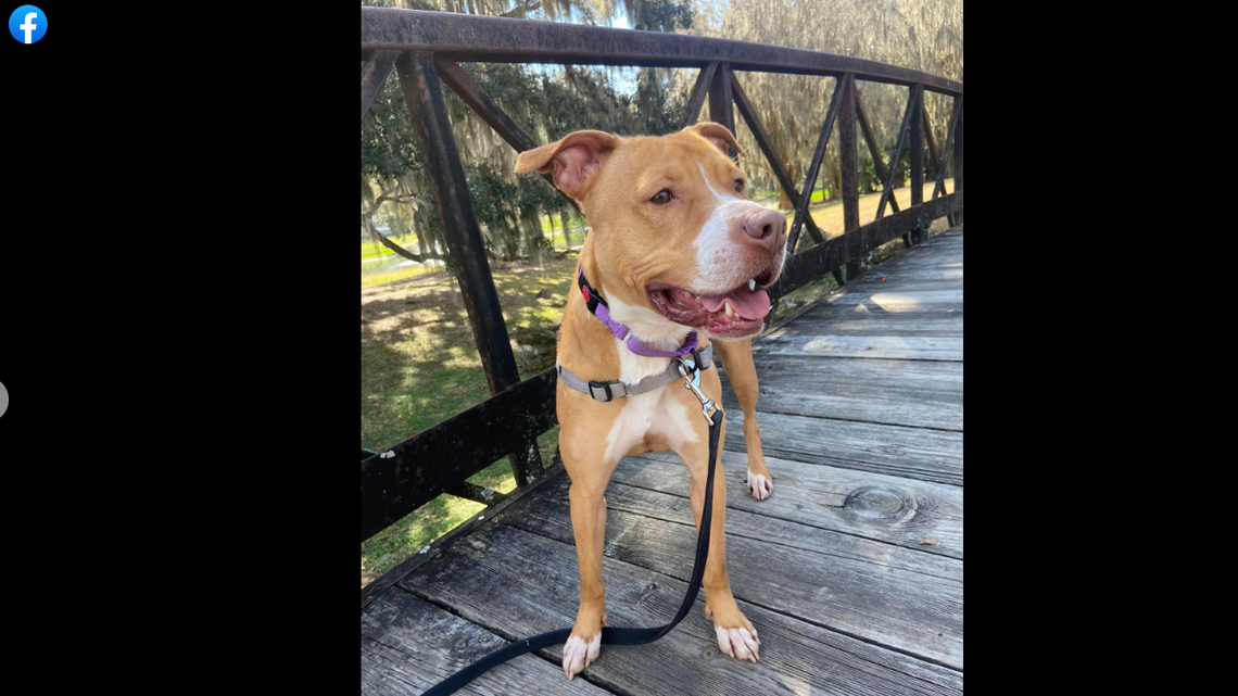 Nala was reunited with her former foster mom, who ended up adopting her, a Florida shelter said.