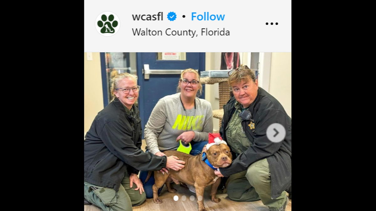 Taz was reunited with officers who visited him after the deadly crash.