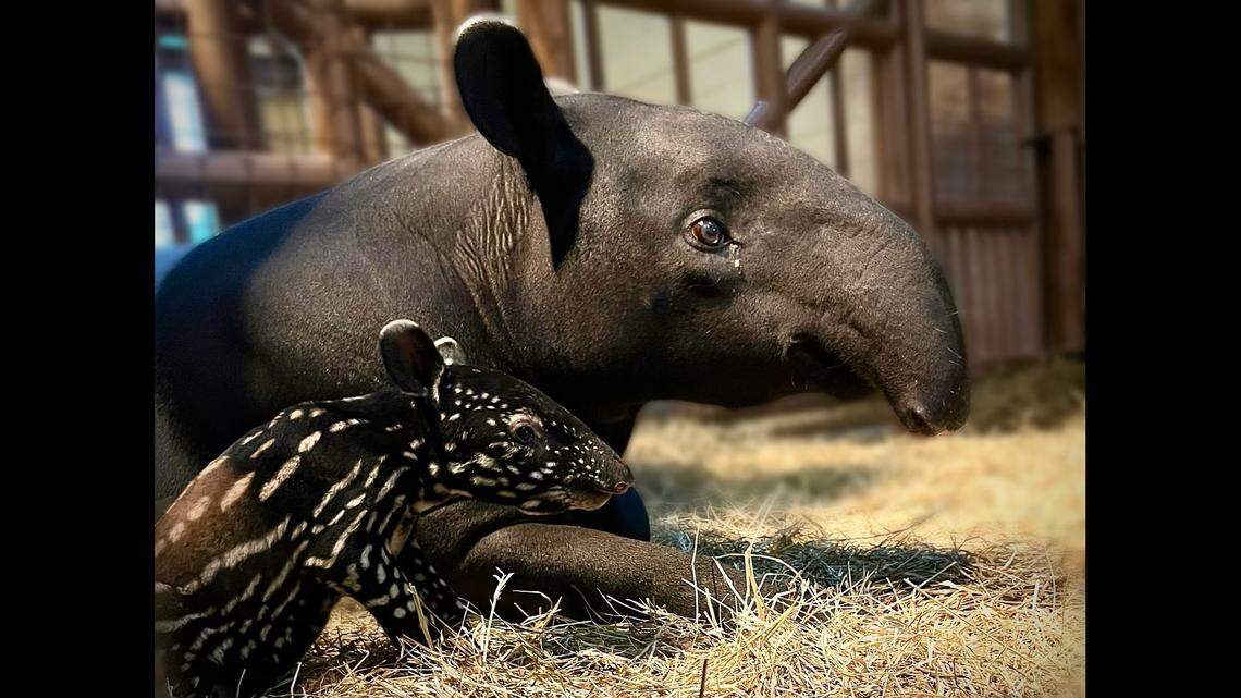 The small addition makes a big impact on its species, the Florida wildlife center said.