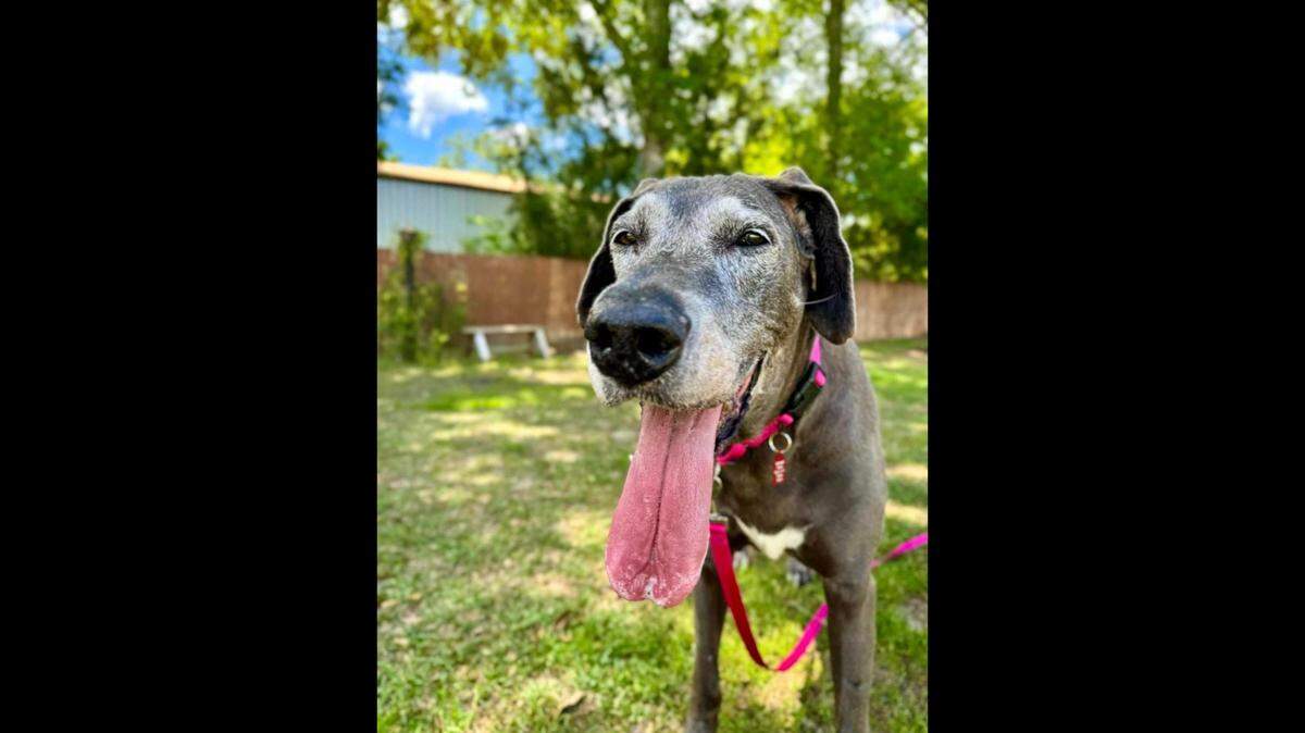 Roxy the senior dog is up for adoption.