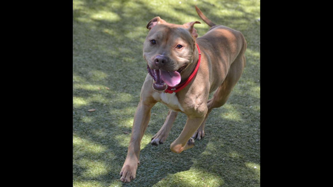 Doug was rescued — then his luck took another turn for the better, a Florida shelter said.