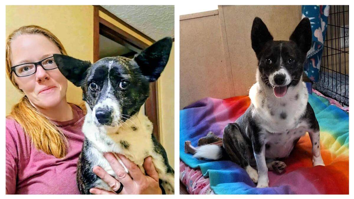 A “scared” dog was adopted after waiting four years at an Alabama shelter.