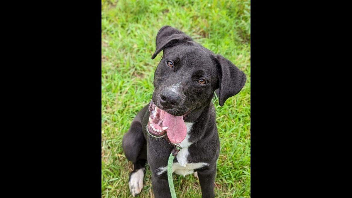 Martin the energetic pup has been in a Connecticut shelter for more than half his life.