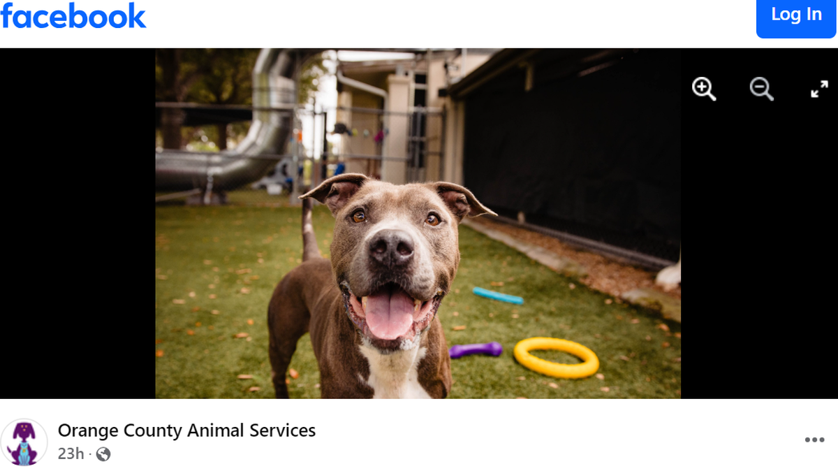 Gigi is up for adoption after she was found behind a fire-damaged restaurant in Florida.