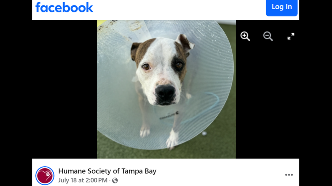 A “sweet” Florida dog had a loving owner but now needs a second chance.