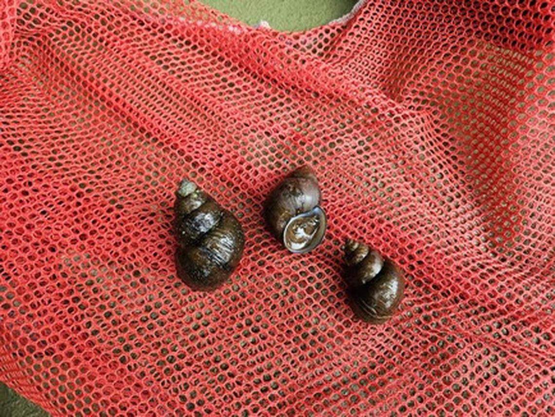 The mystery snails are native to parts of Asia.