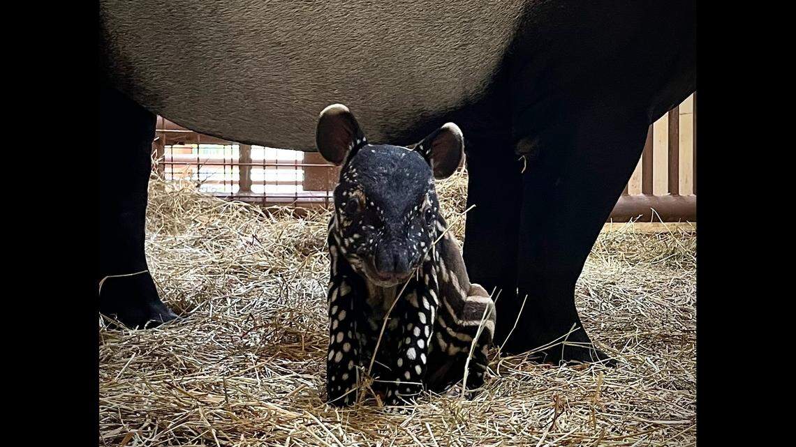 The Florida zoo said it welcomed a new addition with a “distinctive coat.”