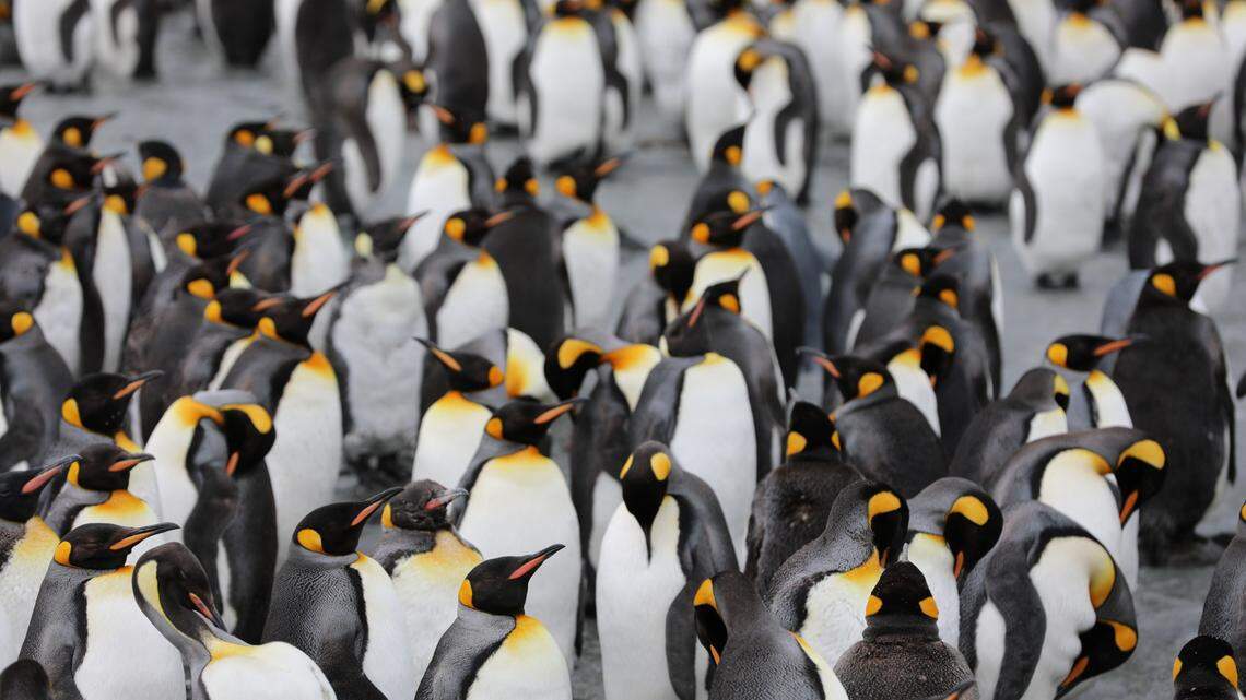 British scientists spotted guano stains on satellite images and identified a new colony of emperor penguins at Verleger Point, experts said.