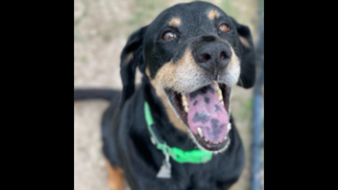 A dog abandoned nearly 1,000 miles from where he was adopted now needs a new home, a shelter said.