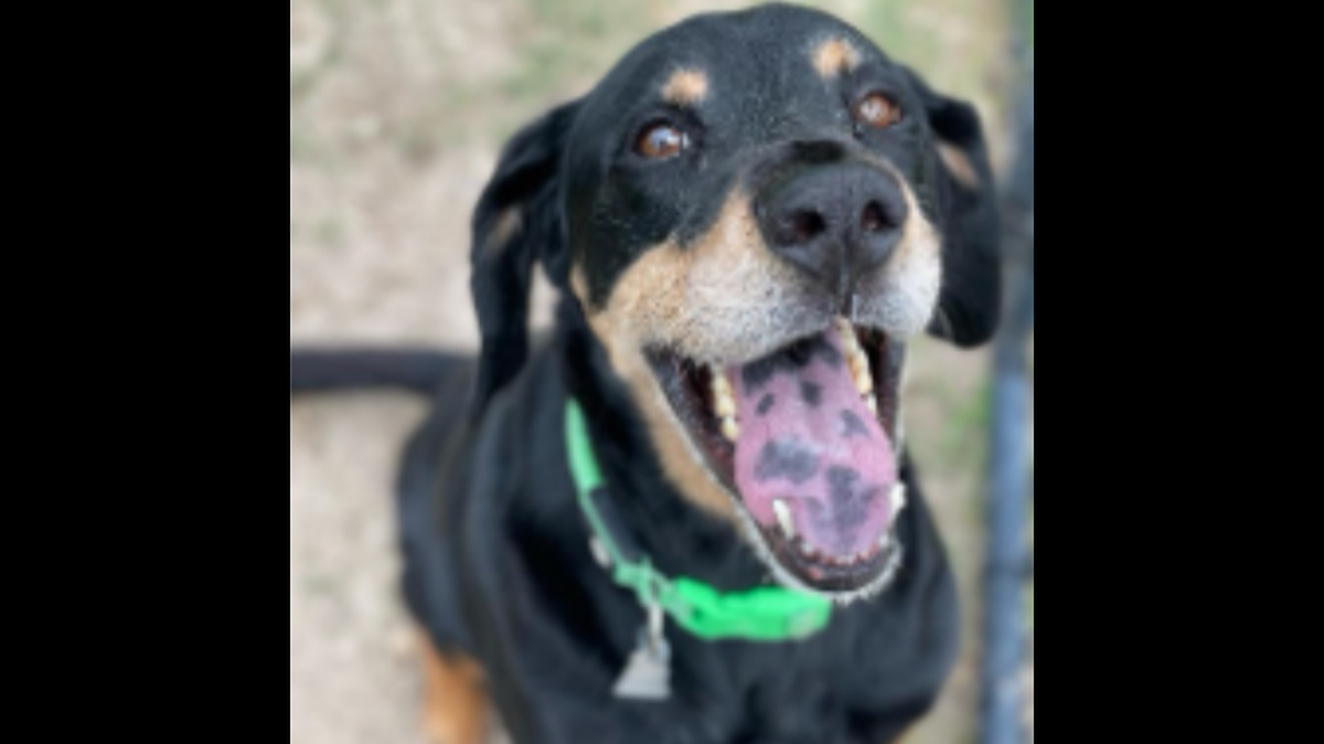 A dog abandoned nearly 1,000 miles from where he was adopted now needs a new home, a shelter said.