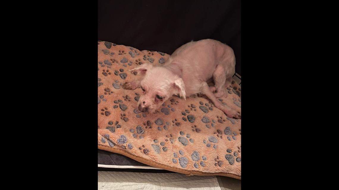 A dog got a new home after his late owner’s family wanted him to be put down.