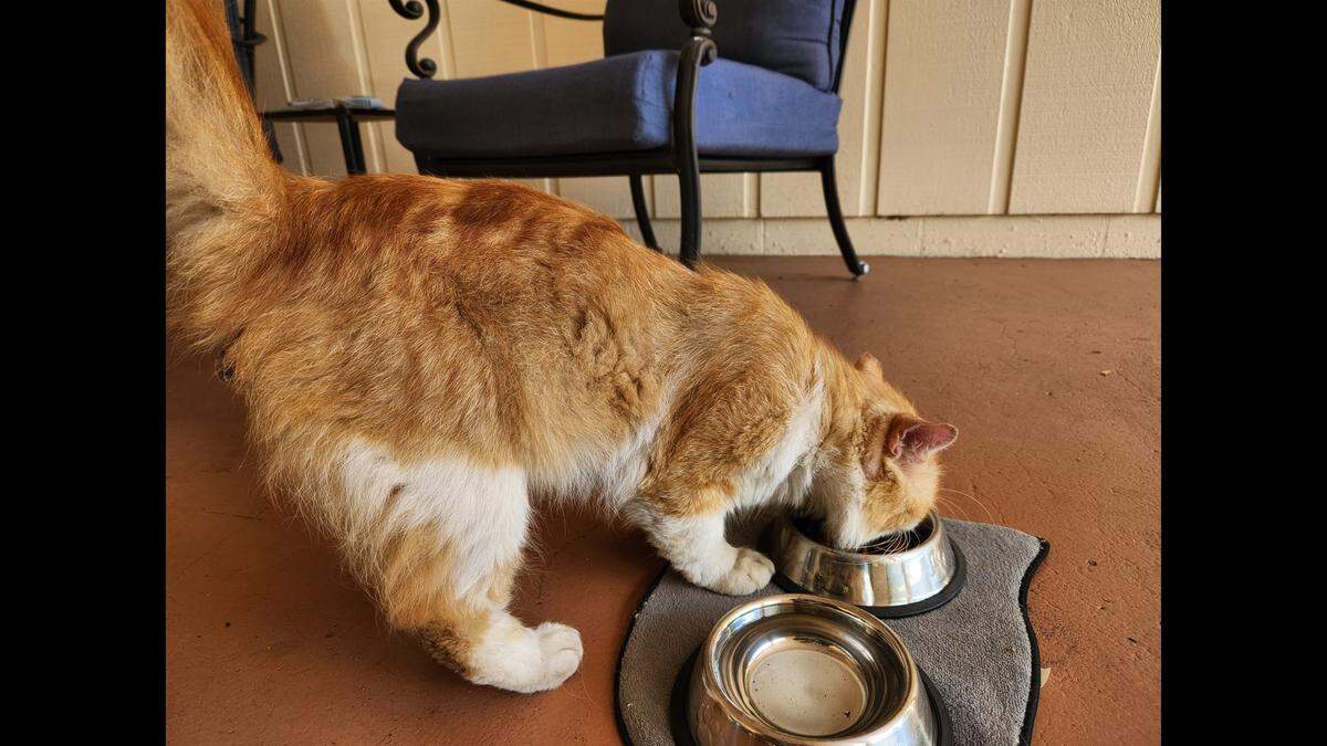 An escaped cat made it to safety after days on the run.