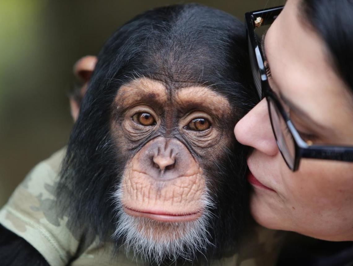 Maria Tabraue, who owns the Zoological Wildlife Foundation in southwest Miami-Dade along with her husband Mario, holds their 18-month-old chimpanzee, Limbani. Their zoo offers group tours, private tours and up-close animal experiences, including with a baby lion cub and Limbani.