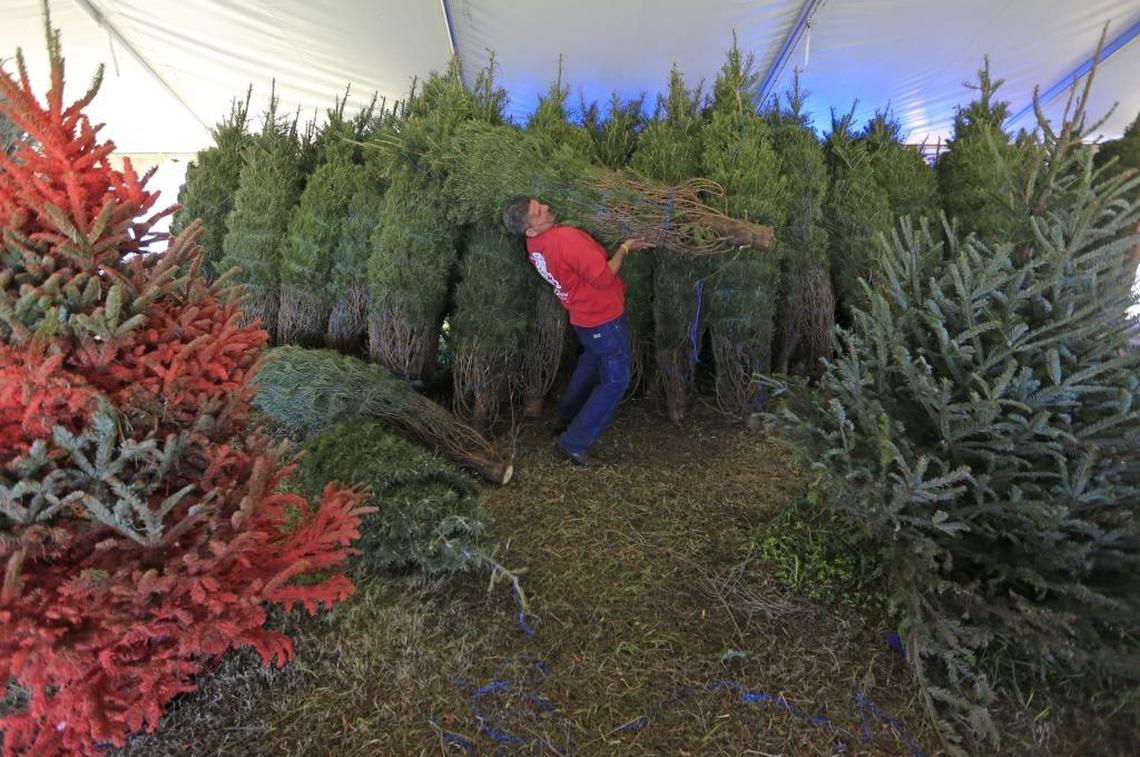 Juan Crespin moves his inventory of Christmas trees being sold at Santa’s Garden in Miami on Thursday, Dec. 14, 2017.