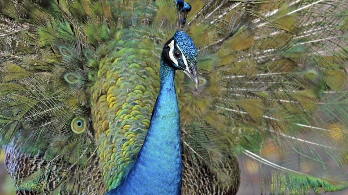 How can I get rid of peacocks — and why are they in Miami? Curious305 is on the case