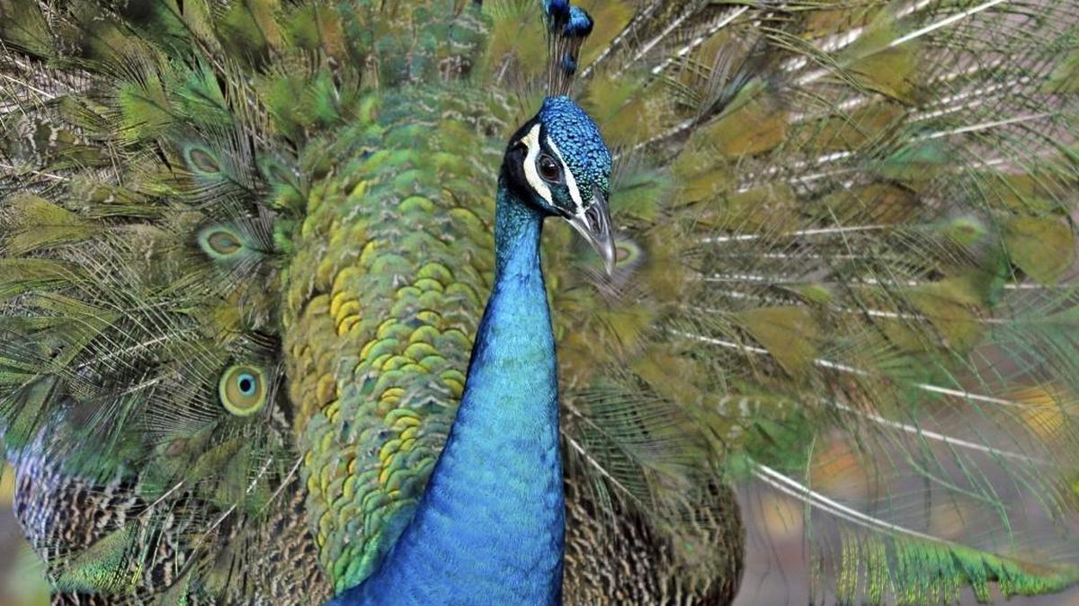 Males are known as peacocks and have the beautiful plumage.