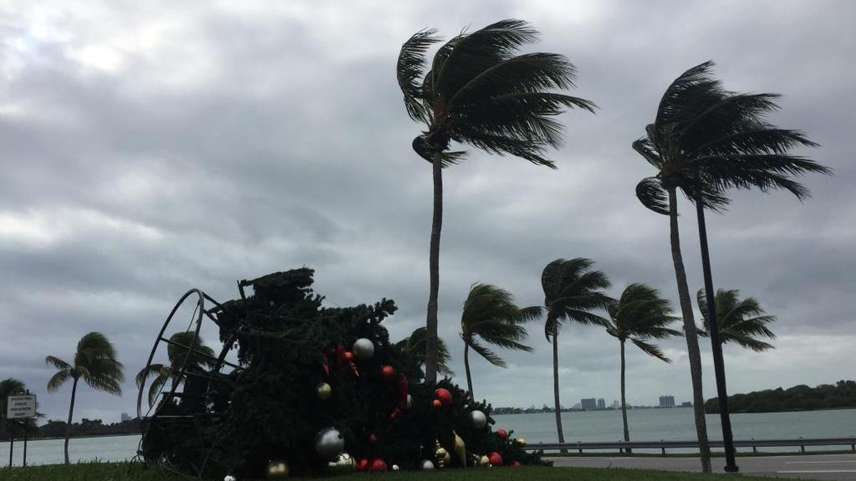 Wind gusts knocked over a Christmas tree on the Broad Causeway in North Miami on Sunday, Dec. 20, 2015.