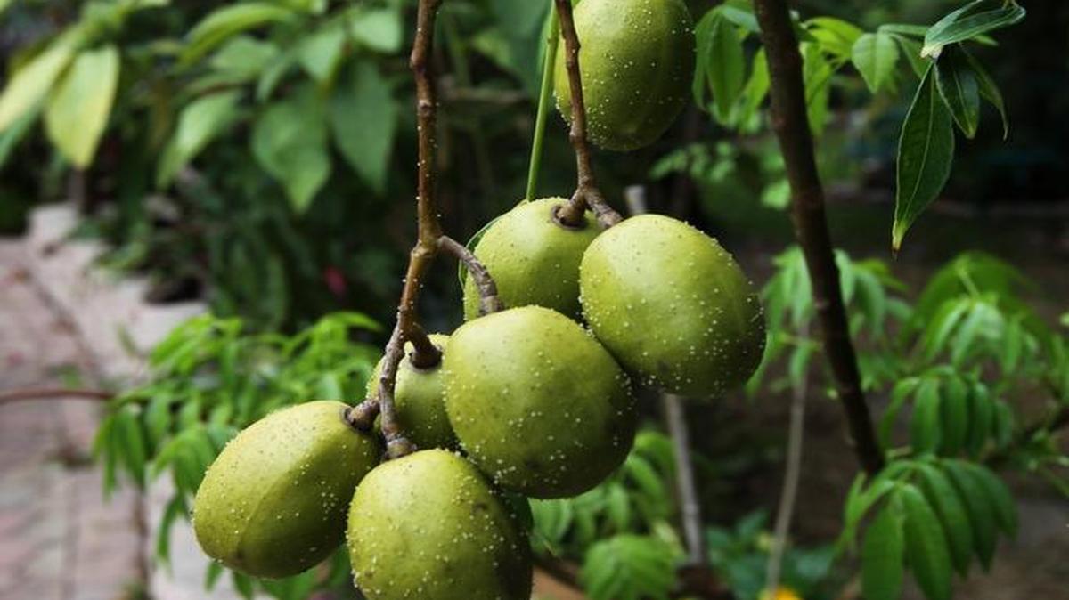 A Boca Raton couple is looking to press charges after mangoes were stolen from their house.