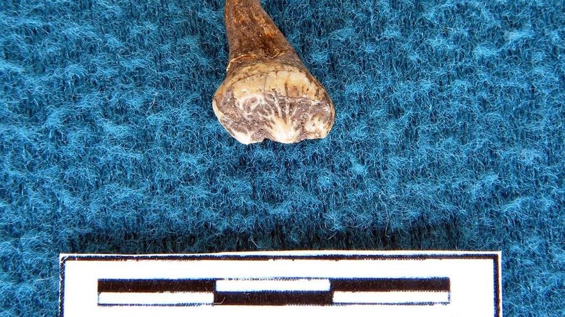 Tooth of the seal was discovered on the shore of Lake Worth.
