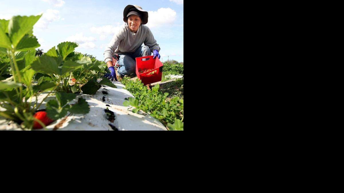 
Maria Diaz, who is a worker at the Curbside Market, located at 29100 Krome Avenue in Homestead, picks strawberries late last month. The U-Pick is open 8:30am to 5:30 pm every day, and the season runs from November till May.
