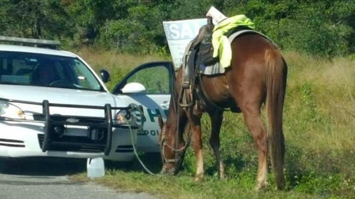 Polk County Sheriff’s Office deputies hitched the horse to their patrol car before transferring him to the Polk County Sheriff’s Animal Control livestock facility.