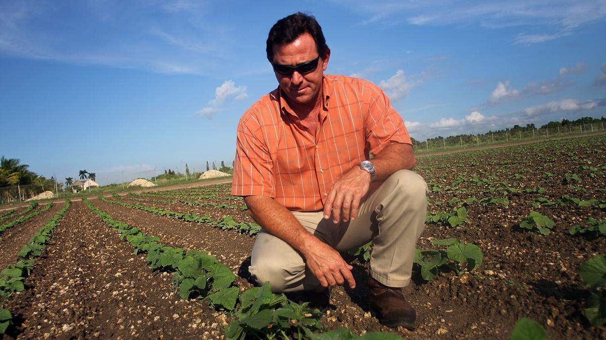 FLOODED: Sam Accursio, owner of Sam S. Accursio and Sons Farms Inc., examines his field of pickle plants, which has recently had portions flooded because of water-table tests being run in the nearby Everglades.
