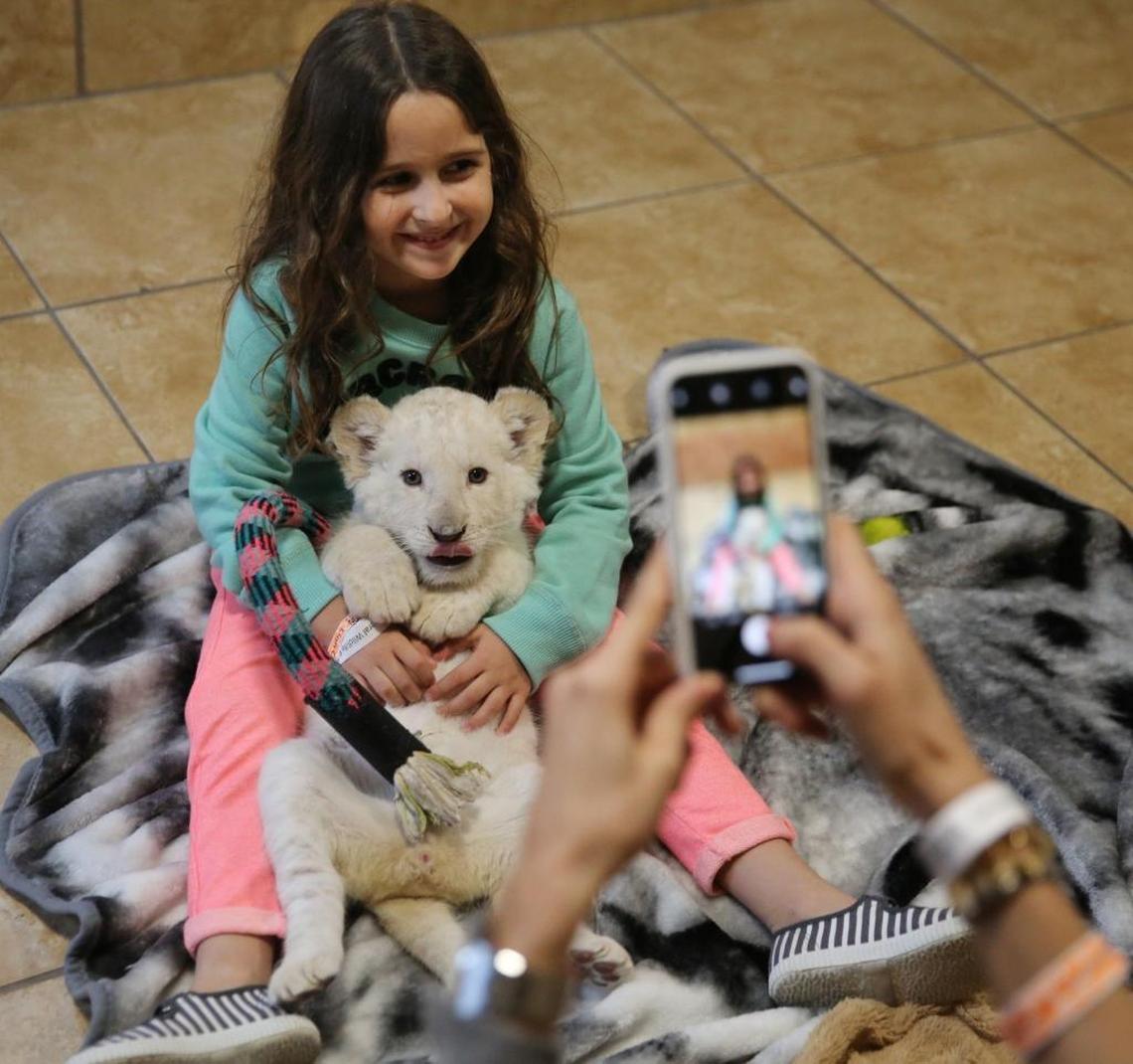 Aylin Iscimenler, 5, from Turkey, holds a baby lion cub while visiting the Zoological Wildlife Foundation in southwest Miami-Dade with her family. The center offers group tours, private tours and up-close animal experiences.