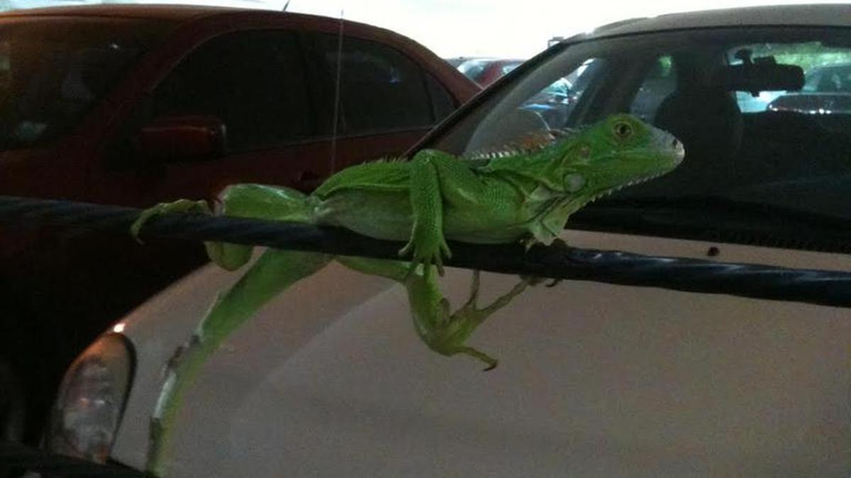 A four-foot iguana on a car.